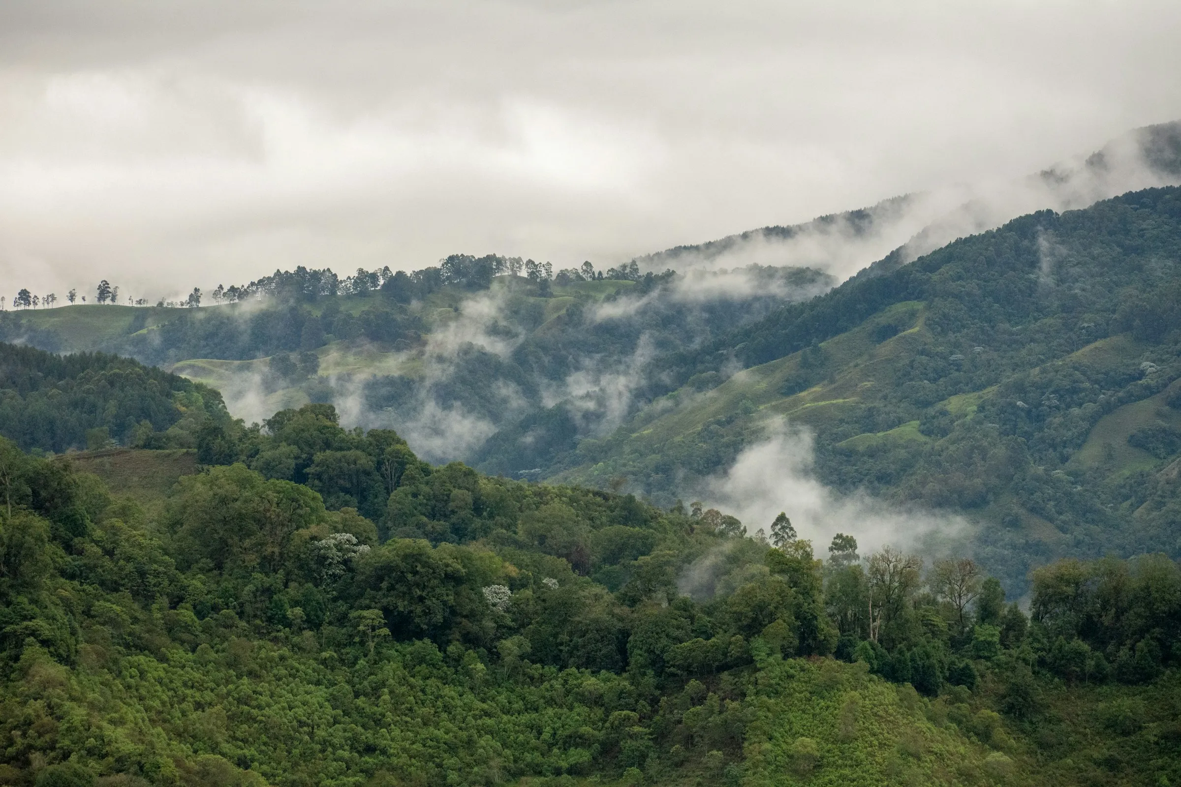 Low clouds over Andean slopes in Cocora